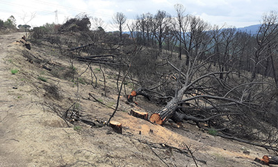 retirada arbres cremats final setembre