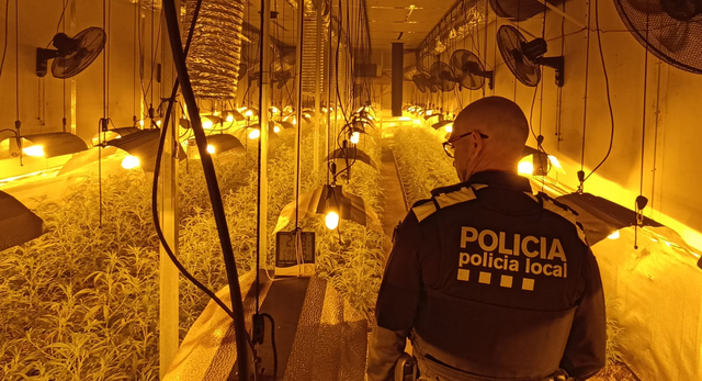 La Policia Local de Sant Vicenç desmantella una gran plantació de marihuana