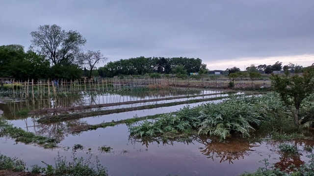  SOCIETAT: El temporal de pluja afecta els conreus gavanencs