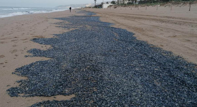 La platja de Gavà s’omple de milers de velelles