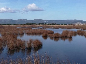 L’Agència Catalana de l'Aigua (ACA) ha posat a licitació les obres per a restaurar la maresma de les Filipines-Remolar