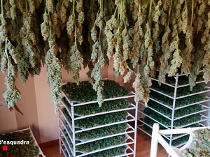 Els agents van confiscar més de 1.500 plantes de marihuana, més de 40 quilograms de marihuana seca