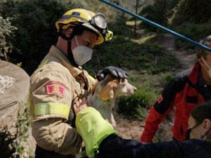 Un dels gossos rescatats del pou