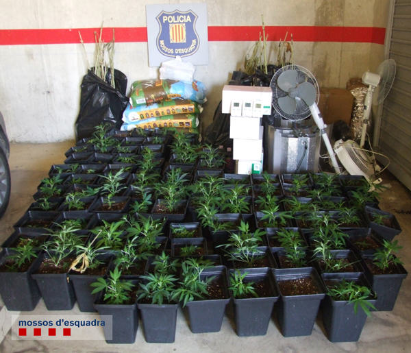 El detingut tenia una plantació de marihuana en el seu pis