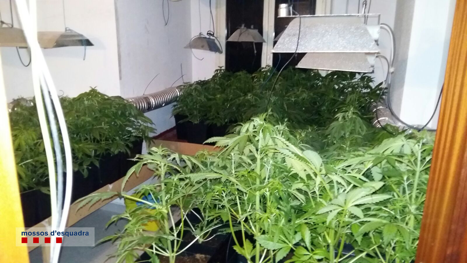 Els Mossos d'Esquadra van trobar 85 plantes de marihuana