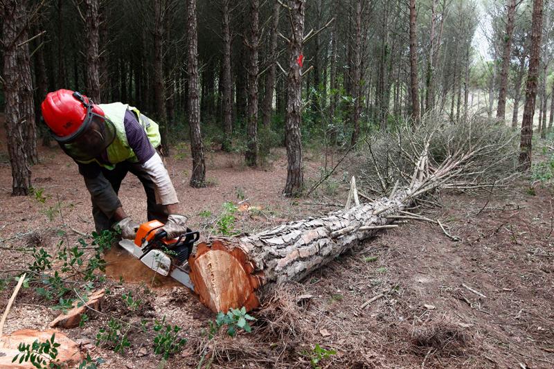La conferència col·loqui que porta per títol “És possible la gestió forestal al Baix Llobregat?”.