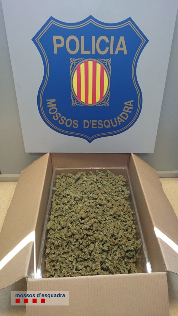 Els Mossos van trobar una capsa plena de cabdells de marihuana ja preparats per a la seva venda amb un pes de quasi 900 grams 