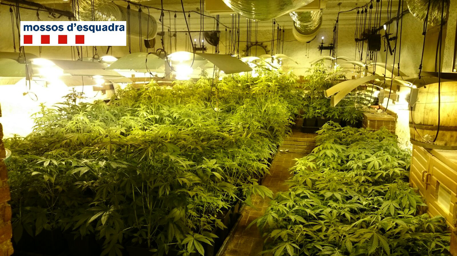 Es nvan intervenir més de 1.600 plantes de marihuana i tots els estris i aparells per al seu conreu