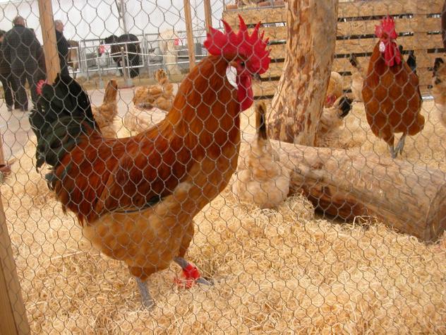Entre aquest mes de desembre i principis de gener vendran el 85% dels pollastres de tot l’any 