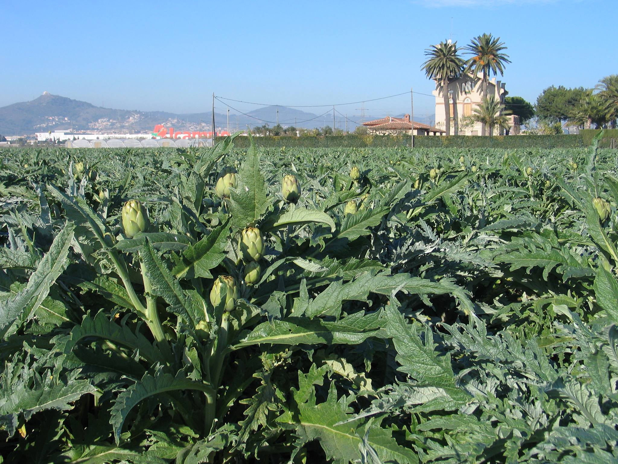 El Baix Llobregat és una de les zones productores més importants de Catalunya de carxofa