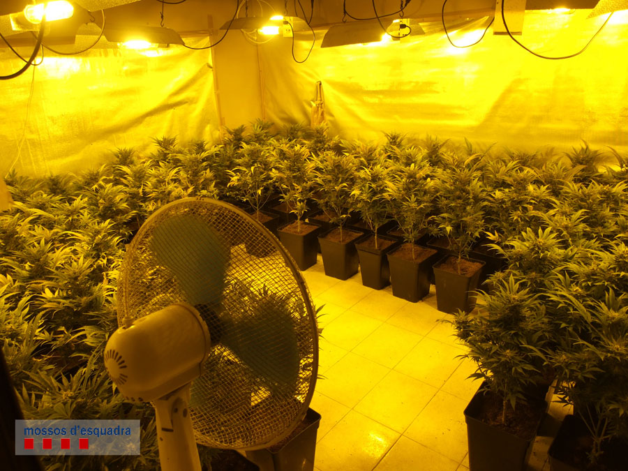 Es van intervenir 332 plantes de marihuana en diferents estadis de creixement