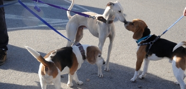 SOCIETAT: Els gossos seran els grans protagonistes a Sant Feliu de Llobregat aquest divendres i dissabte