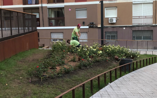 MEDI AMBIENT: Es replanten més de vuit mil plantes i un miler de rosers de l'Exposició Nacional de Roses de Sant Feliu