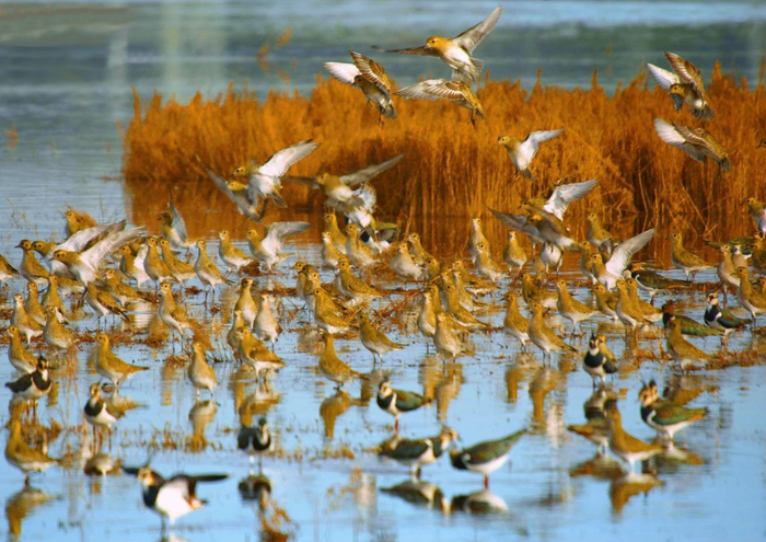 El delta del Llobregat és una de les escales importants en el viatge de les aus migradores de llarga distància 