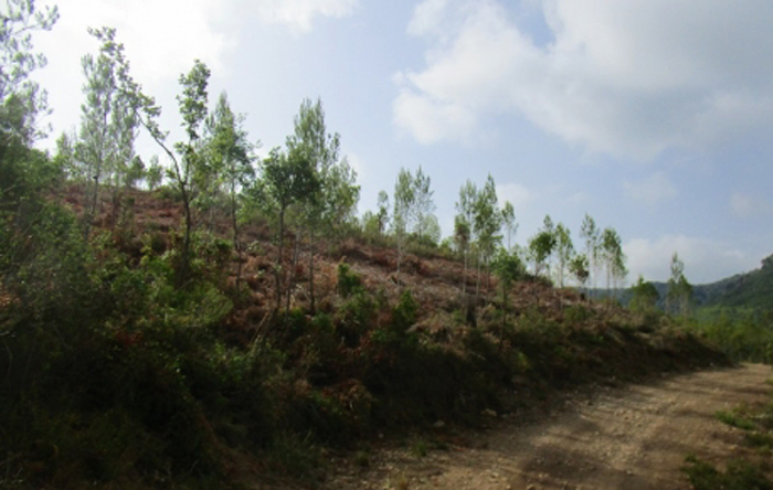 Vint-i-tres anys després, es dona per finalitzada la restauració dels terrenys forestals afectats 