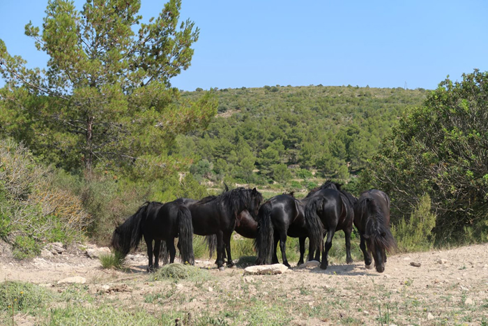 El trasllat d'aquesta animals des d'Andalusia ha estat organitzat per la Fundació Miranda 