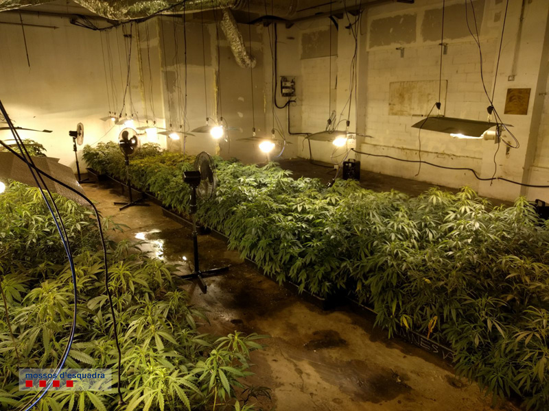 Es van localitzar fins a quatre espais destinats al cultiu de la marihuana i on es va comissar un total de 1.300 plantes