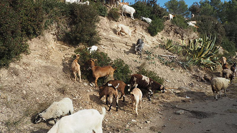 S'incorpora un nou pastor que s'encarrega de la pastura de les 200 cabres que compta el municipi baixllobregatí