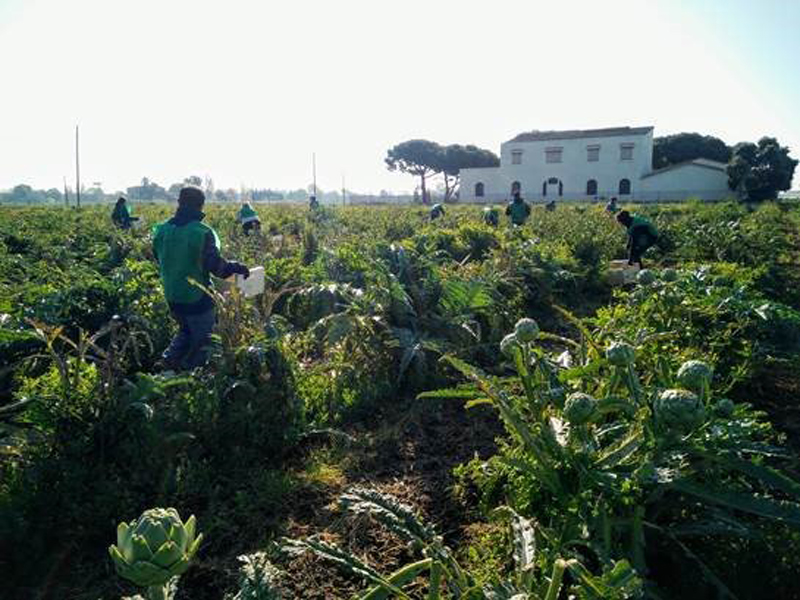 Els pagesos del municipi baixllobregatí ja han començat a recollir les primeres carxofes de la temporada