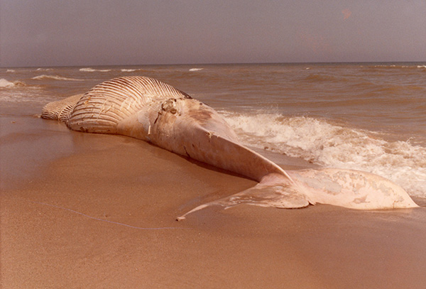 El 12 de maig de 1983 va aparèixer varada i morta a la platja del Prat de Llobregat un cetaci de 19 metres de la família Rorqual comú
