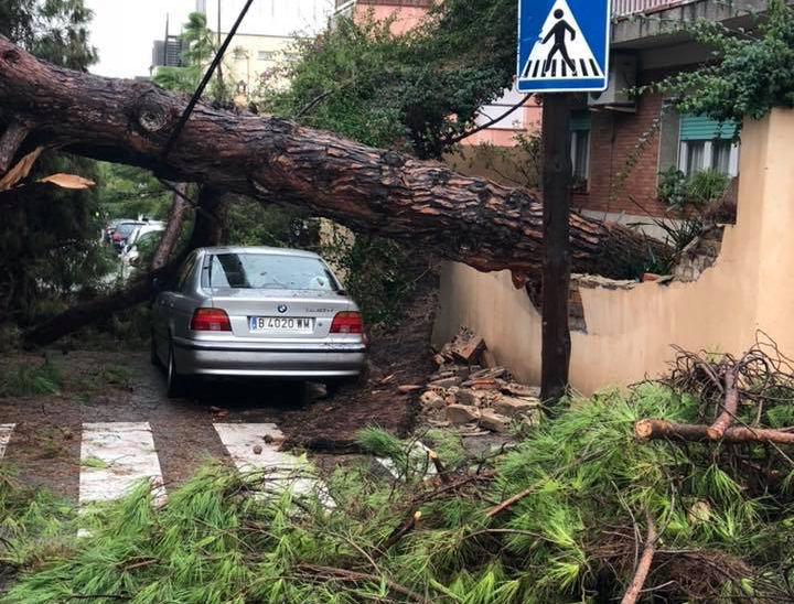  SUCCESSOS: Cau un arbre de grans dimensions a Esplugues sense causar cap ferit