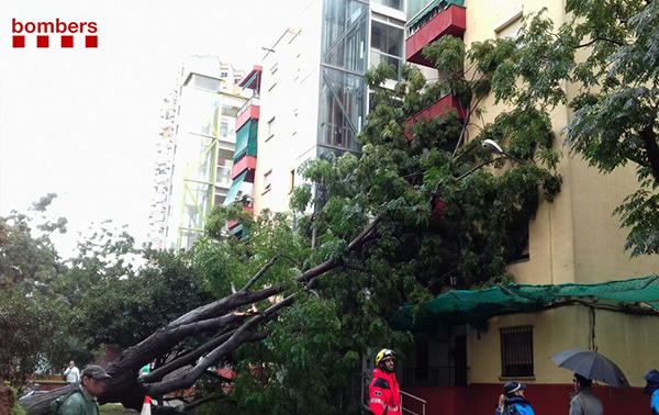 SUCCESSOS: El vent fa caure un arbre sobre un edifici de Sant Boi sense provocar ferits