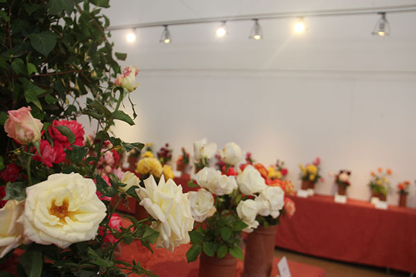 SOCIETAT: Sant Feliu de Llobregat celebrarà una nova edició de Roses de Tardor, del 9 a l'11 de novembre