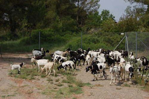 Begues ha estat terra de pastors i ramats des de la prehistòria