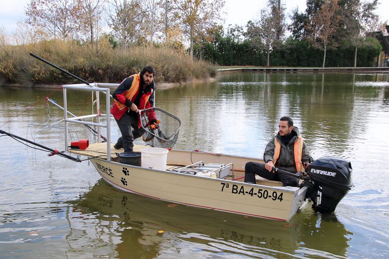 L'equip tècnic de l'AMB ha detectat darrerament una presència excessiva de peixos exòtics al llac del parc 