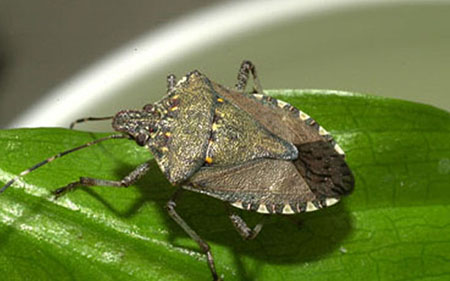 Brown marmorated stink bug adult