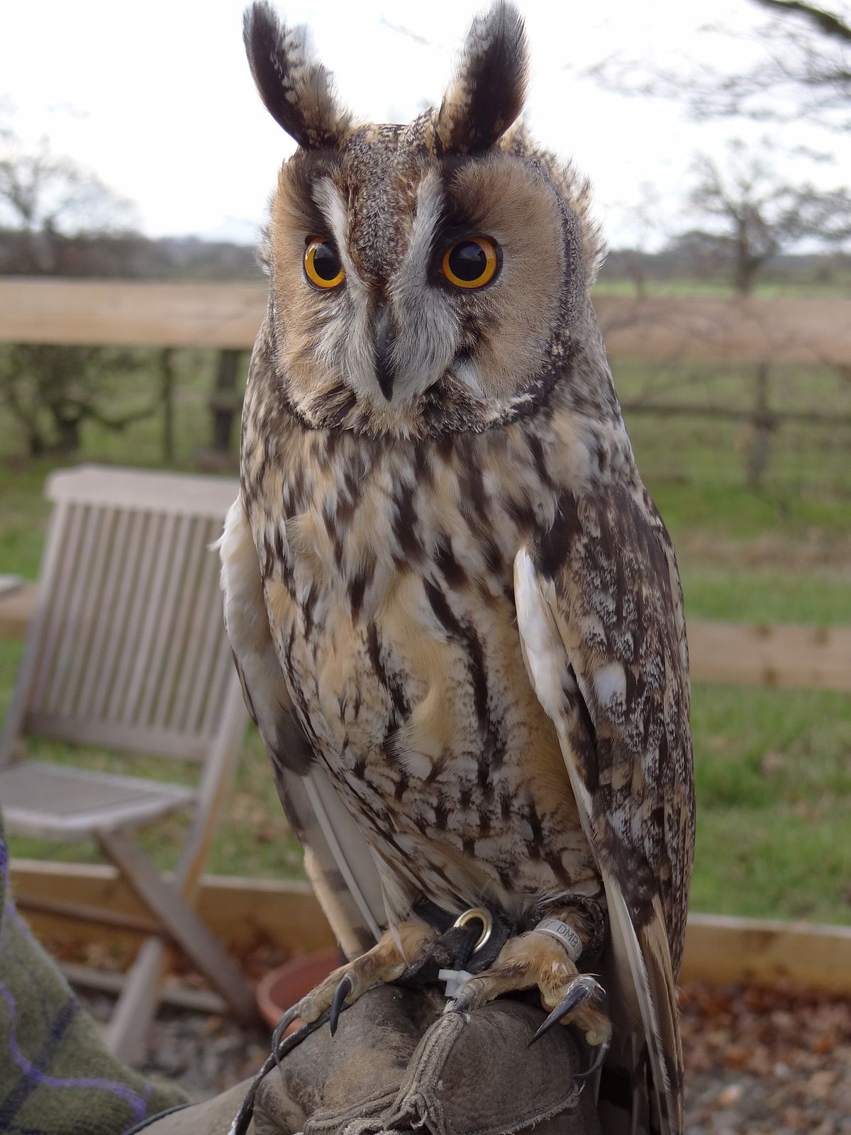 1200px Asio otus Battlefield Falconry Centre Shrewsbury Shropshire England 8a