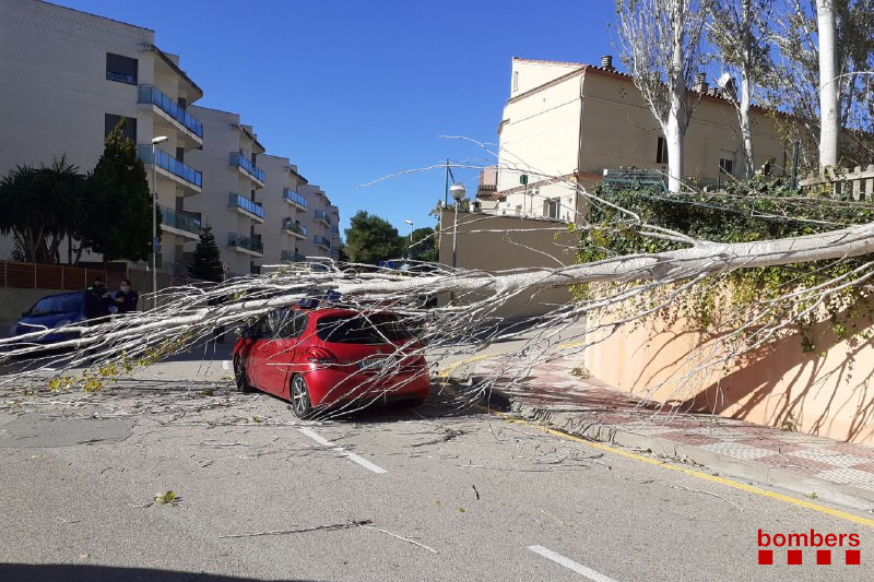 arbre vent lloret 6 novembre 2021