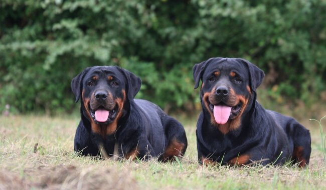 rottweiler2