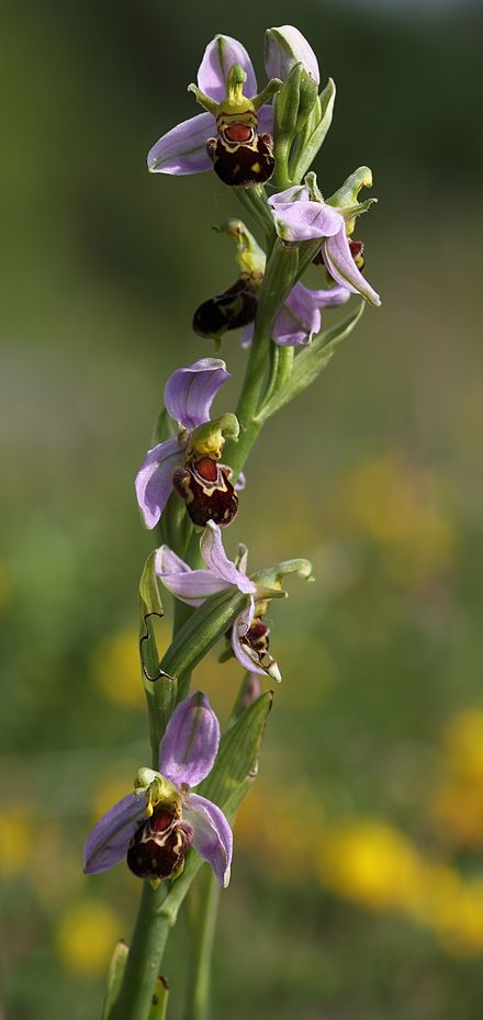 Ophrys apifera Tegeirian y gwenyn