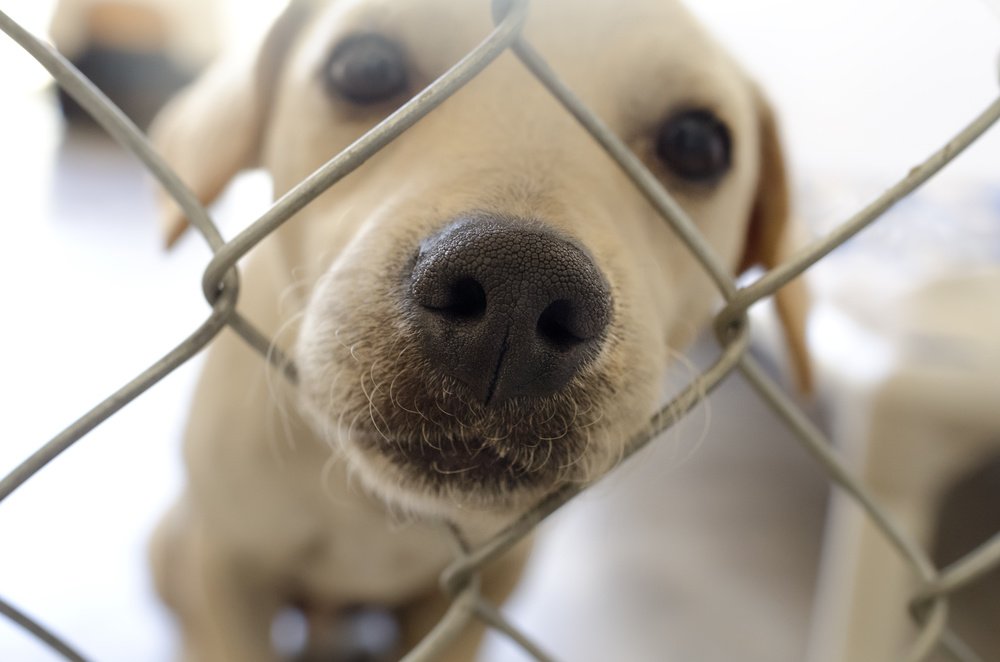 como es la vida de un perro en una protectora de animales 1