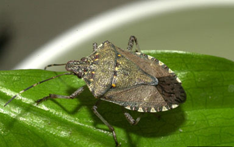 Brown marmorated stink bug adult bona bona