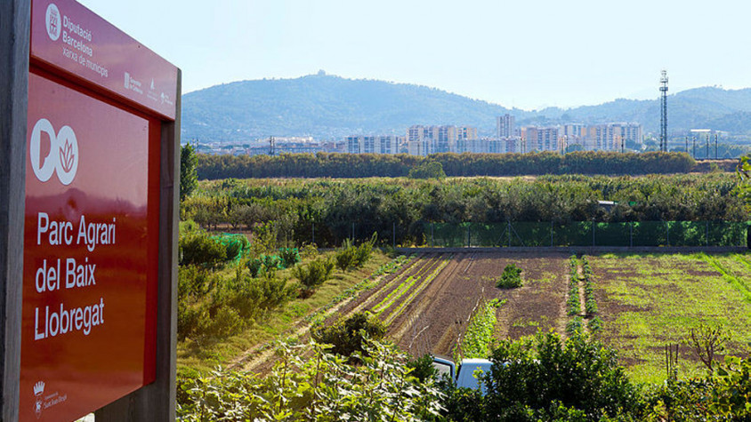 xerrada a la pagesia per controlar la plaga del bernat marbrejat al parc agrari del baix l