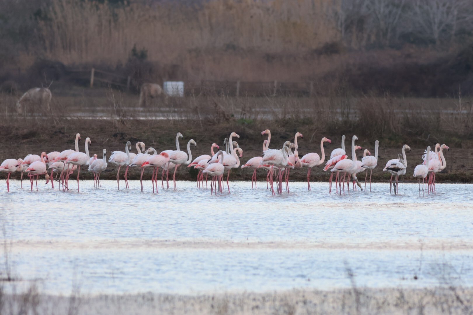 flamencs 0