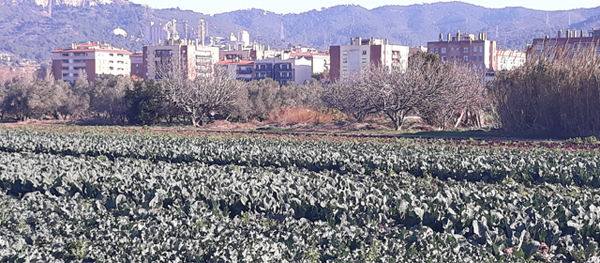 MEDI AMBIENT: El Pla de Protecció del Parc Agrari a Sant Feliu es presenta al Ple de febrer