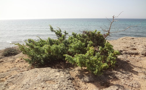 MEDI AMBIENT: Es plantaran 125 escocells al Passeig Marítim de Gavà