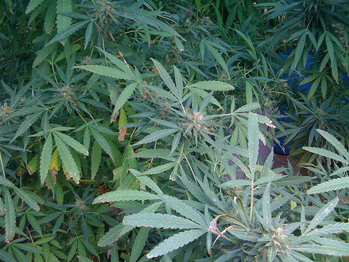 SUCCESSOS: Desmantellen a Pallejà un laboratori dedicat a cultivar marihuana
