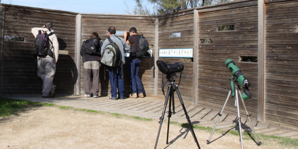 MEDI AMBIENT: El delta del Llobregat lidera el nombre d’observacions d’aus del conjunt d’espais naturals catalans 