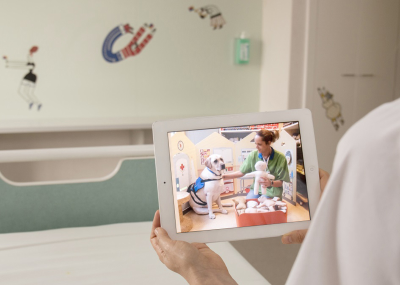 Els gossos per “streaming”, teràpia per als pacients immunodeprimits 