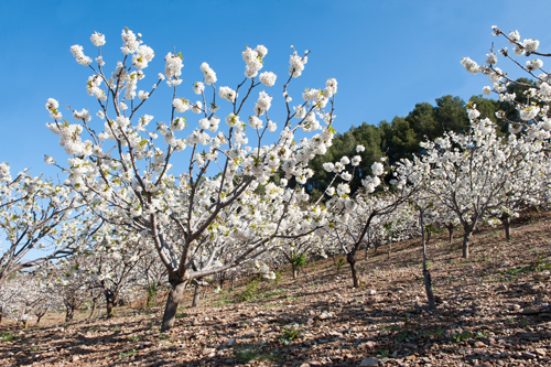 Cirerers de Sant Climent