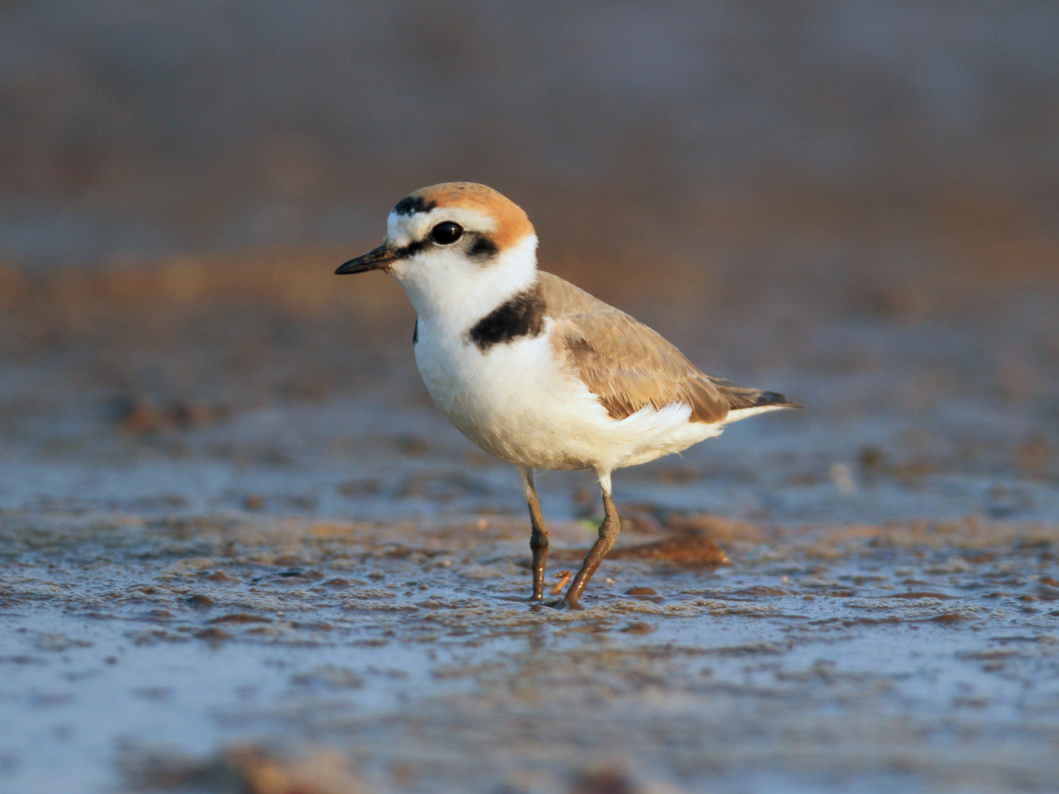 Kentish Plover Charadrius alexandrinus India