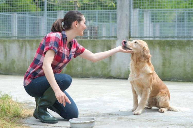 img ayudar perros gatos sin hogar no adoptar art