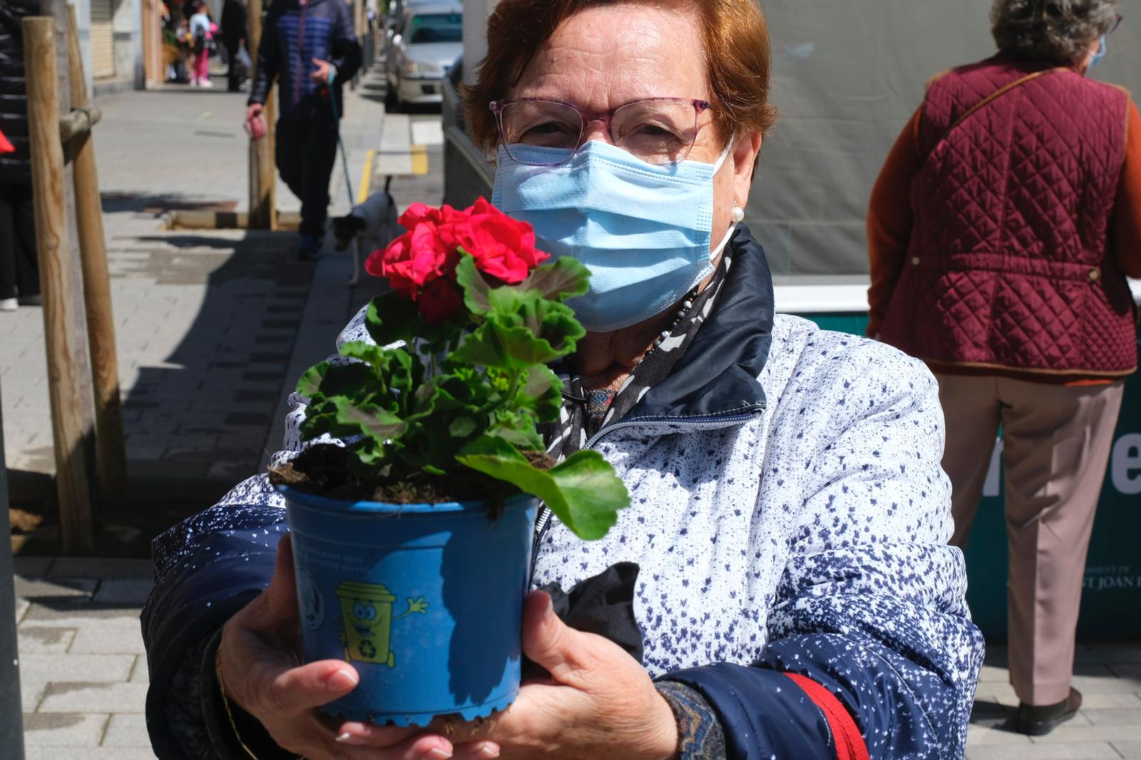 plantes sant joan despi en flor 4