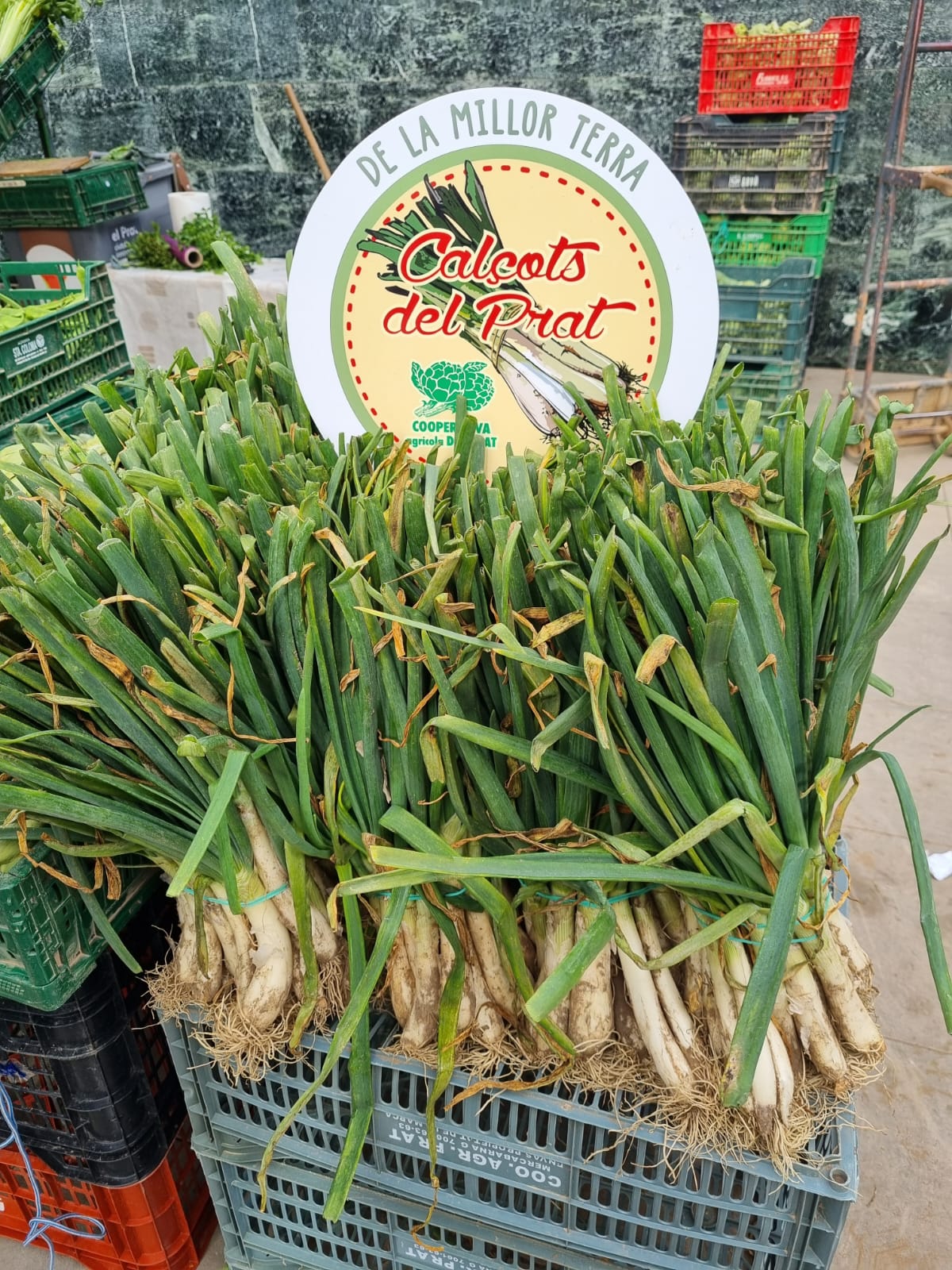 Calçots del Prat