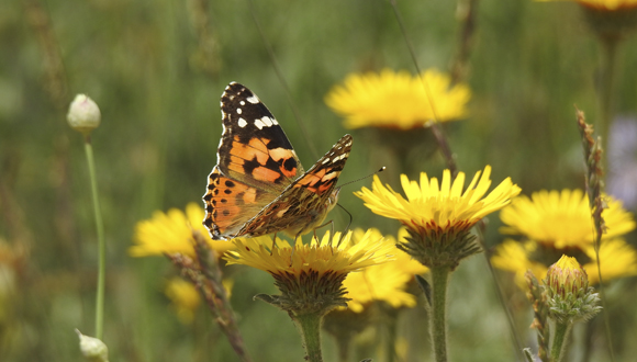 Vanessa cardui PauGuzman blog