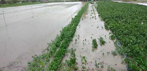 InundacioPluges ZonaAgricolaGava 1043x500